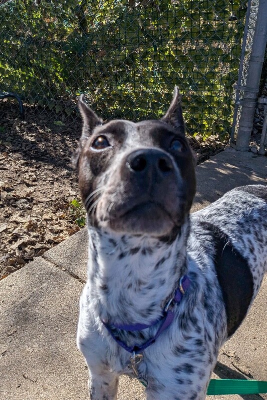 View Marble the Dog Photo #2