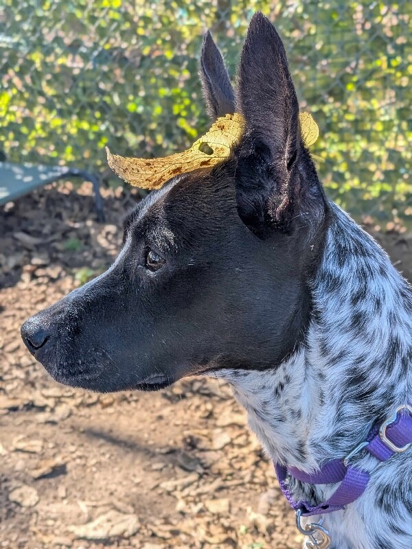 View Marble the Dog Photo #3