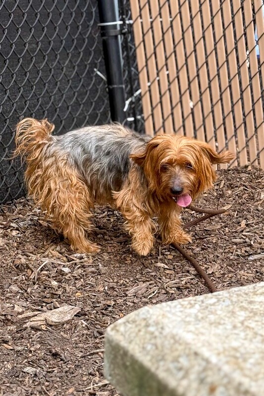 Apple Bottom Jeans - Dog