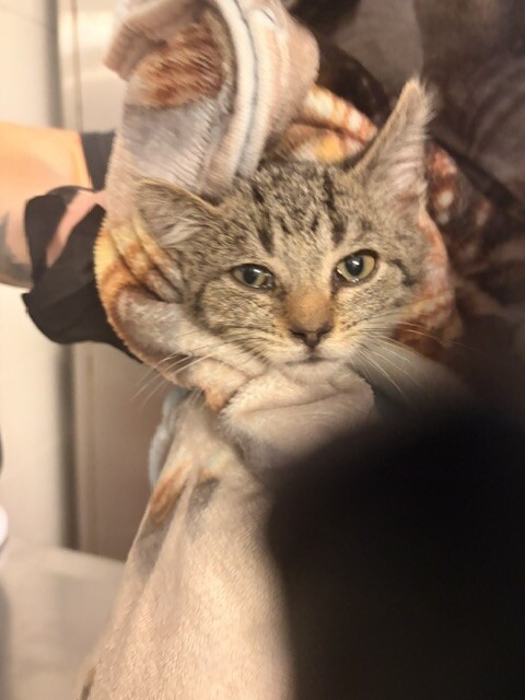 March - Cat
