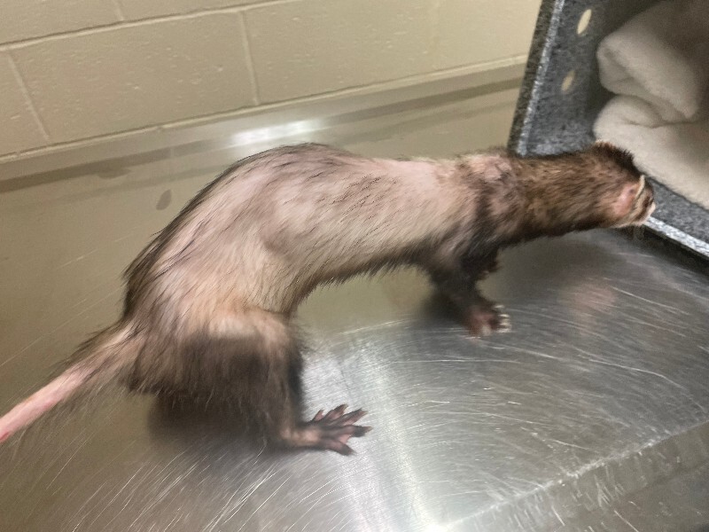 View Winnie the Ferret Photo #2