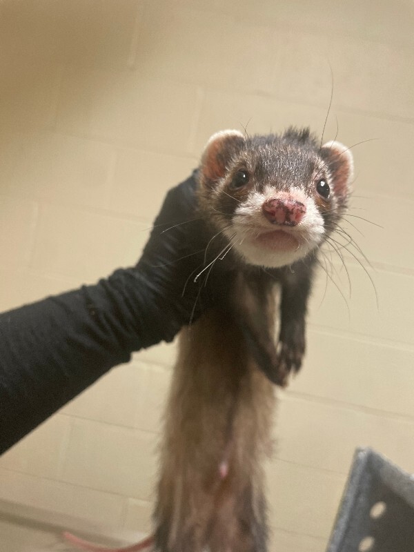 Winnie - Ferret