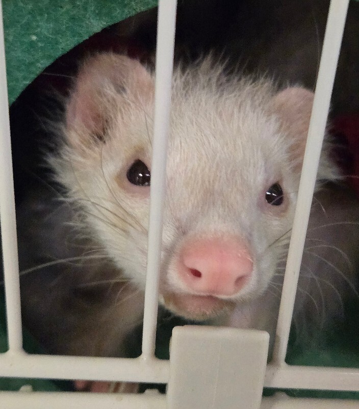 View Eeyore the Ferret Photo #2