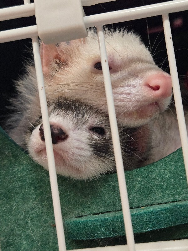 View Eeyore the Ferret Photo #3