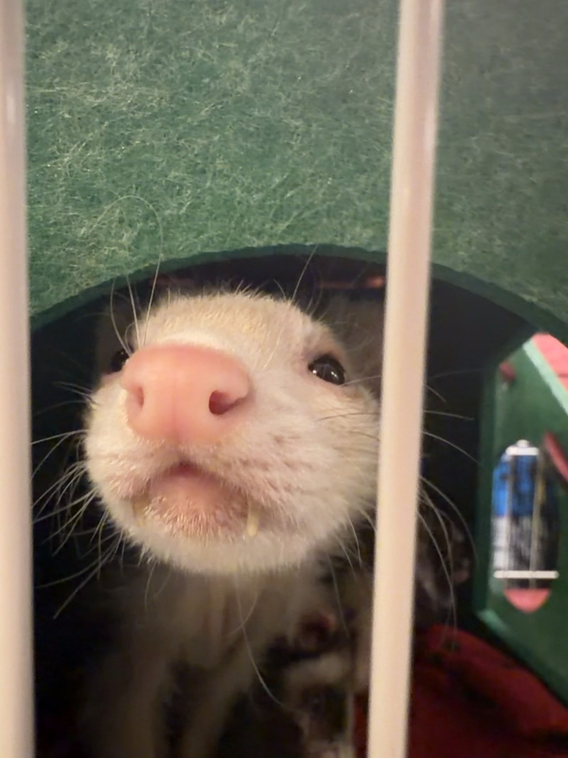 Eeyore - Ferret