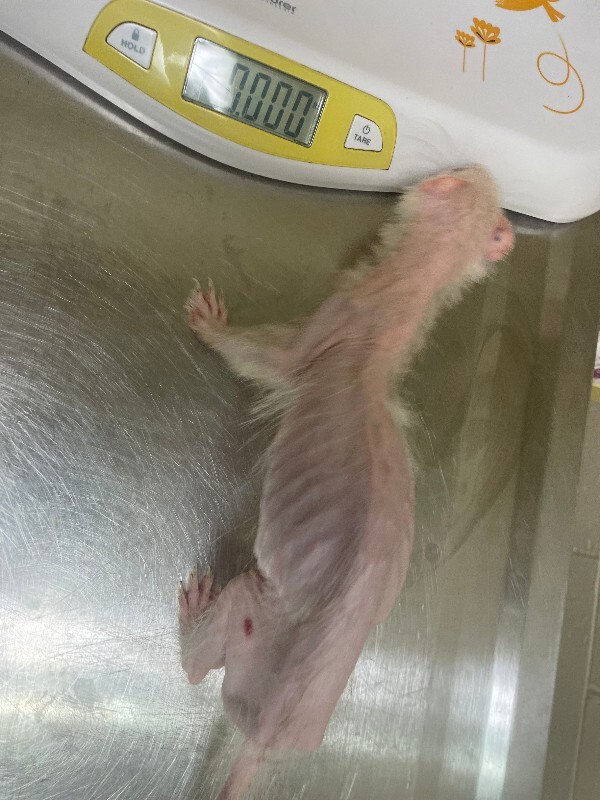 View Eeyore the Ferret Photo #5