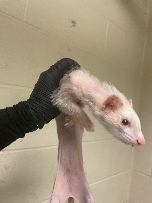 View Eeyore the Ferret Photo #4