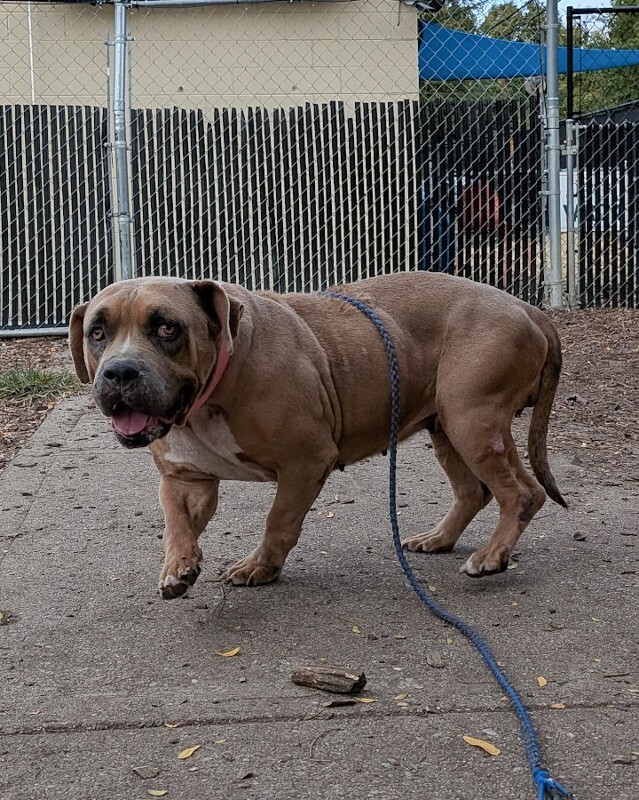 View Lucille the Dog Photo #5