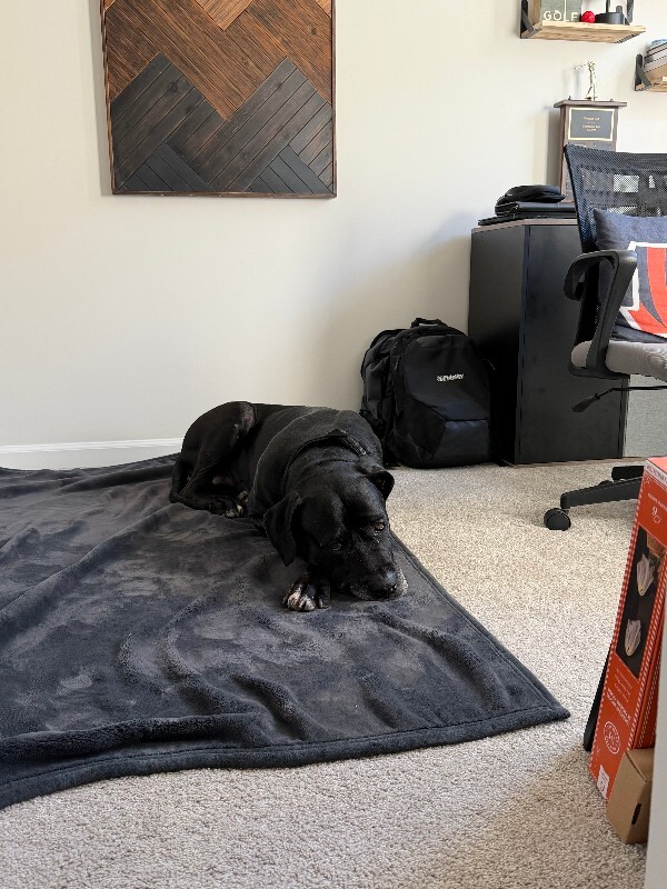 Help Rehome This Dog Theo - Dog