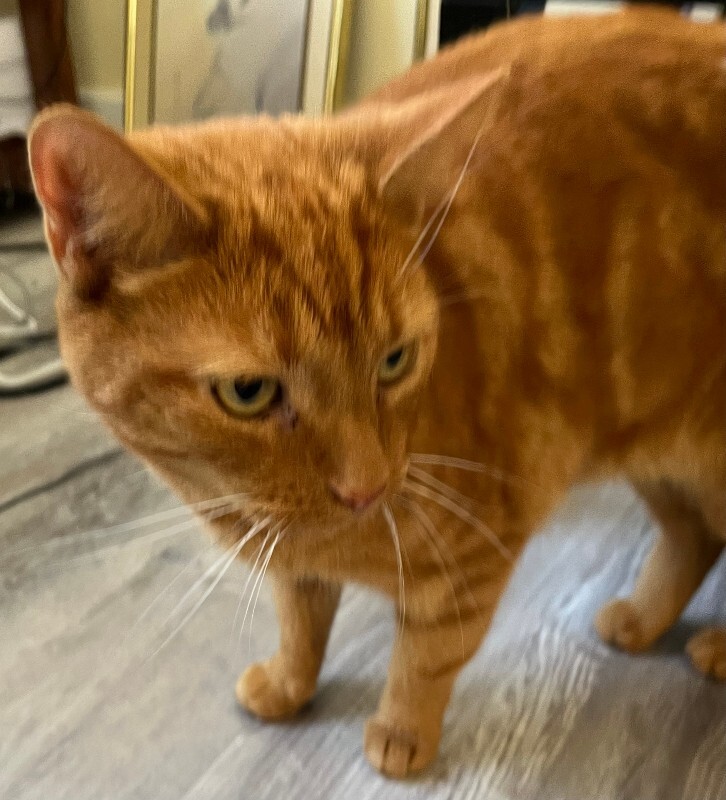Help Rehome This Cat Unknown - Cat