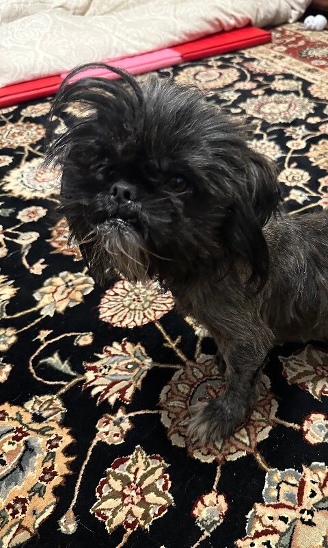 Help Rehome This Dog Unknown - Dog