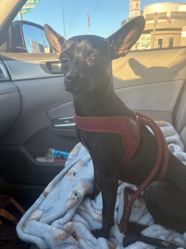 Help Rehome This Dog Unknown - Dog