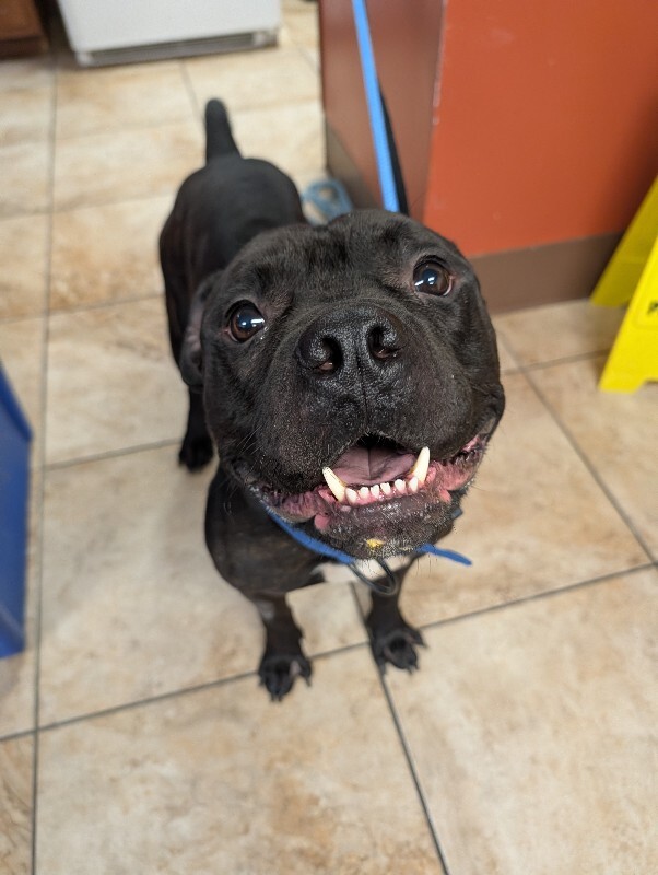 Help Rehome This Dog Bruce - Dog