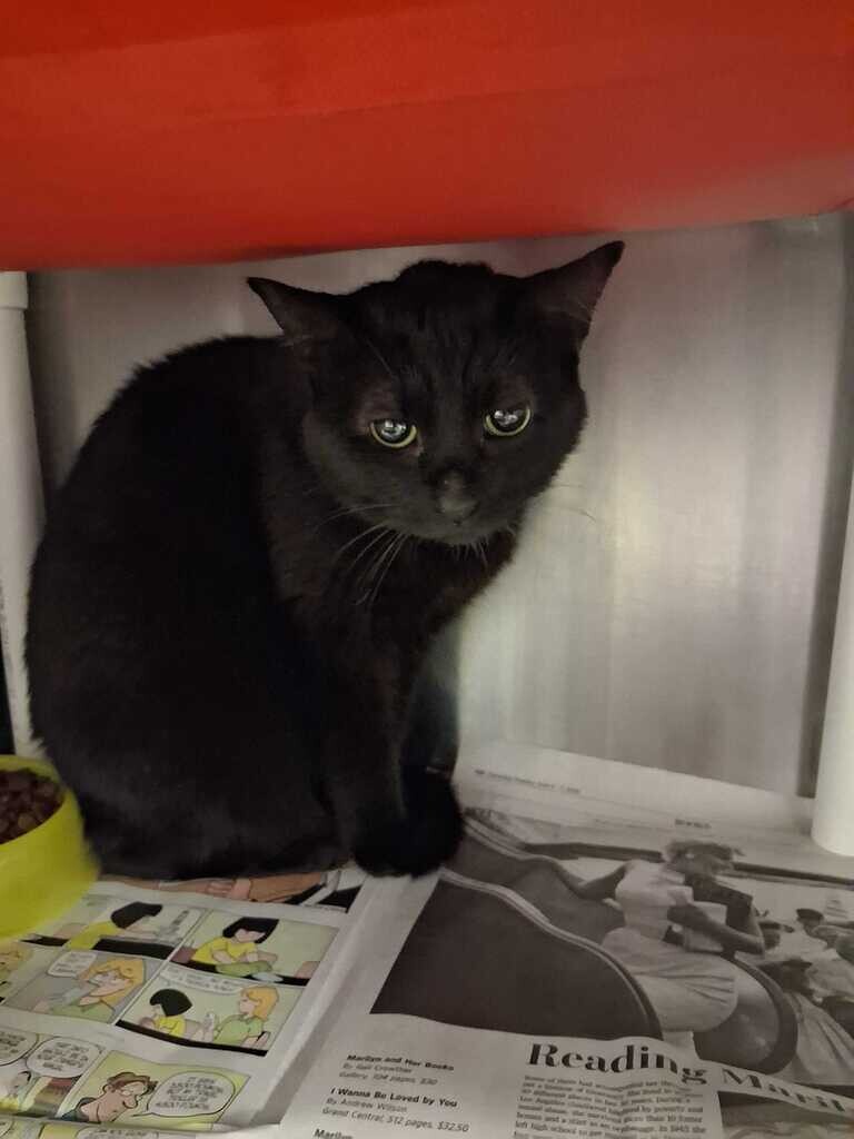 Cinder - Cat