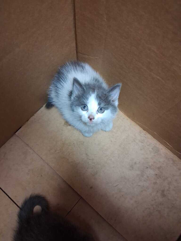 Midas - Cat
