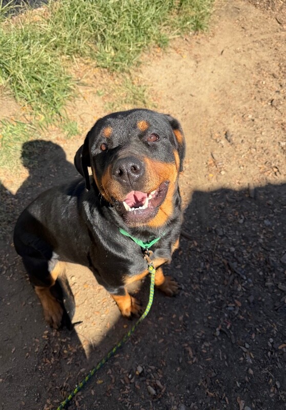 Nova (actual) - Dog