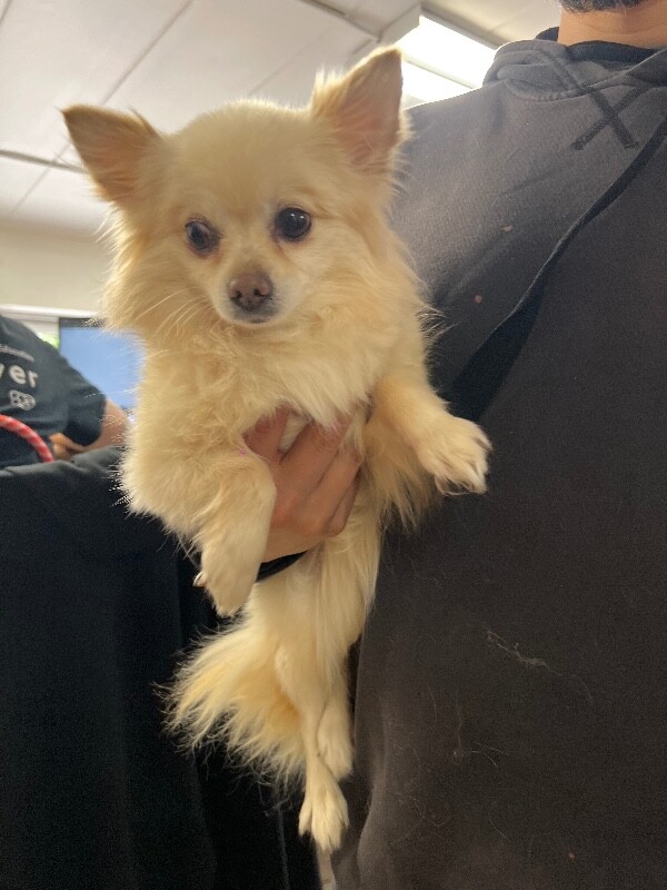 Help Rehome This Dog Charolette - Dog