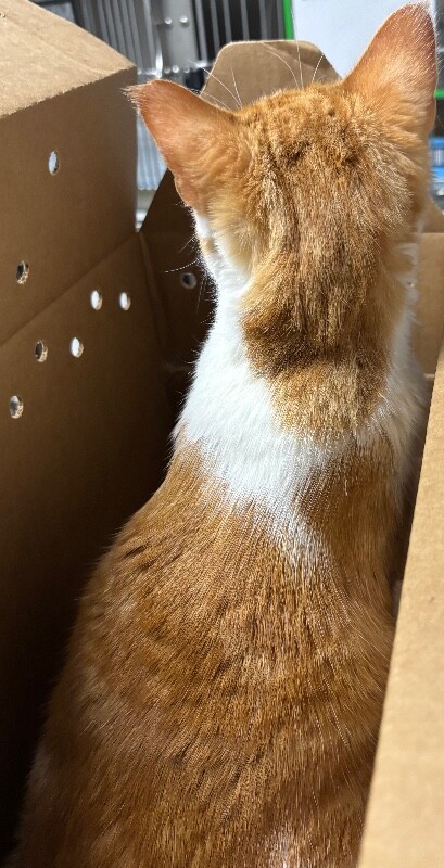 View Kestin the Cat Photo #2
