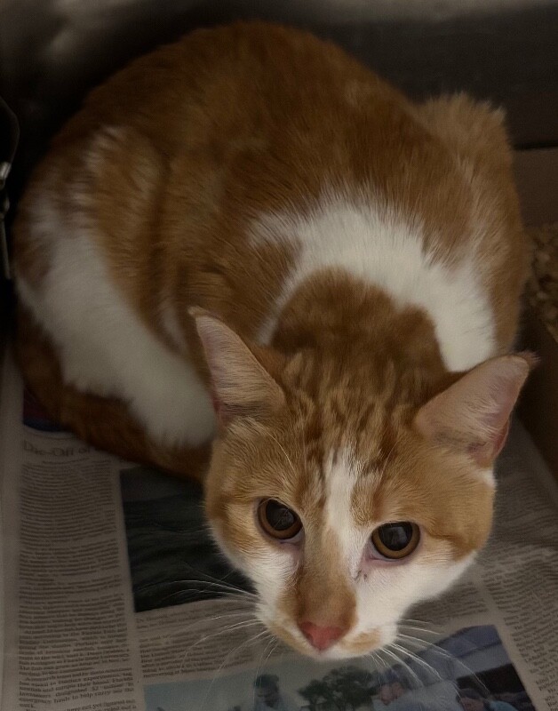 Kestin - Cat