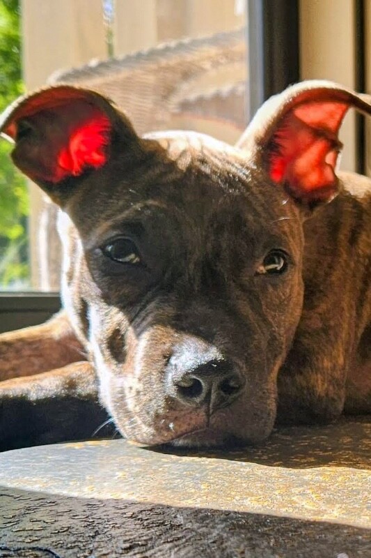 View Urza the Dog Photo #3