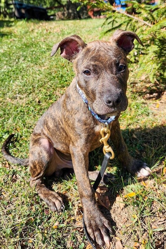 View Urza the Dog Photo #4