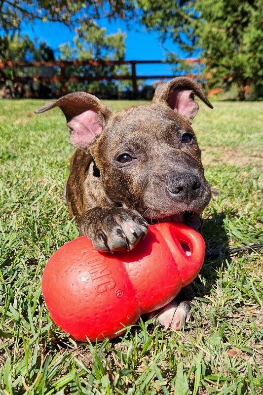 View Urza the Dog Photo #2