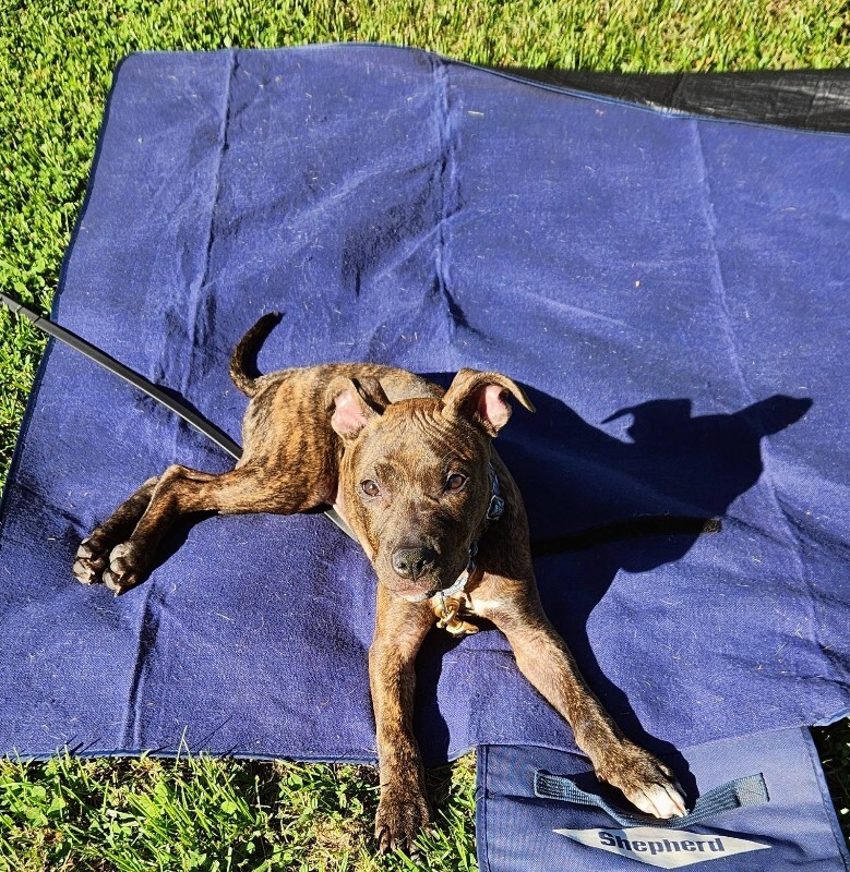 View Urza the Dog Photo #6