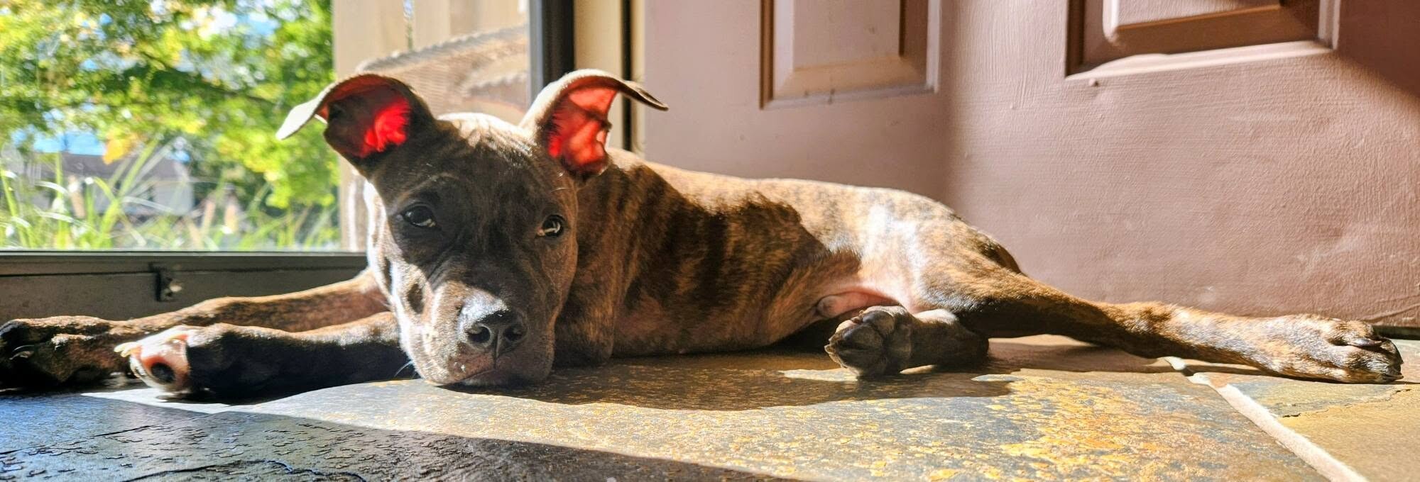 View Urza the Dog Photo #5