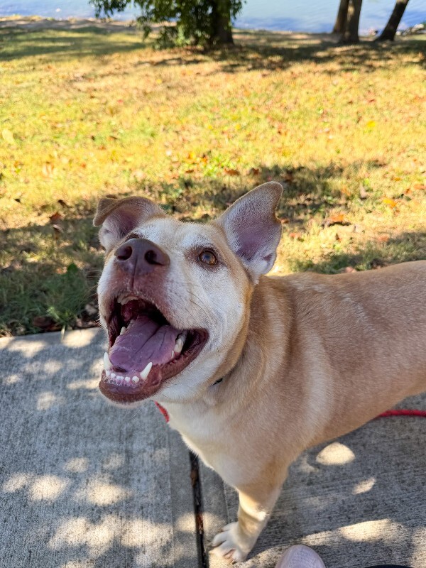 View Boyardee the Dog Photo #6