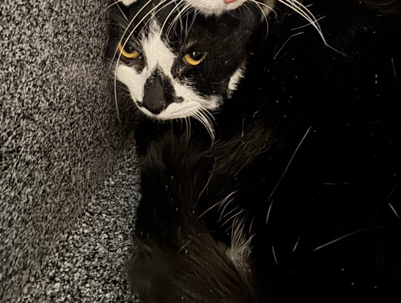Eclipse - Cat