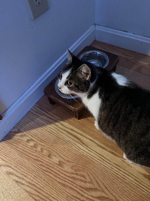 Help Rehome This Cat Unknown - Cat