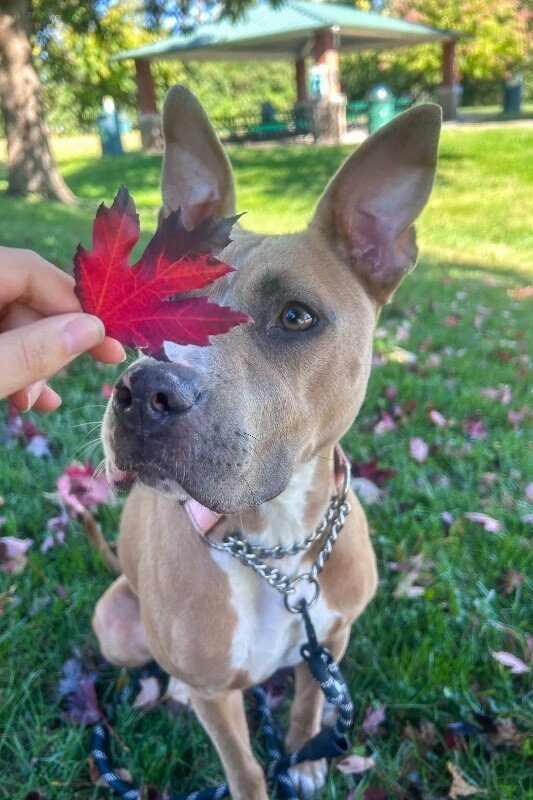 View Quesadilla the Dog Photo #4