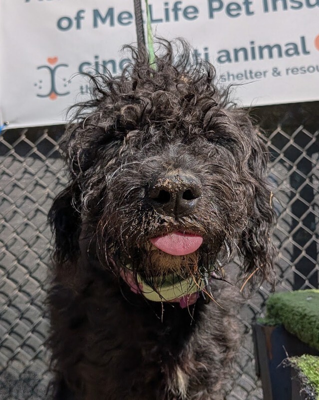 View Sirius the Dog Photo #3