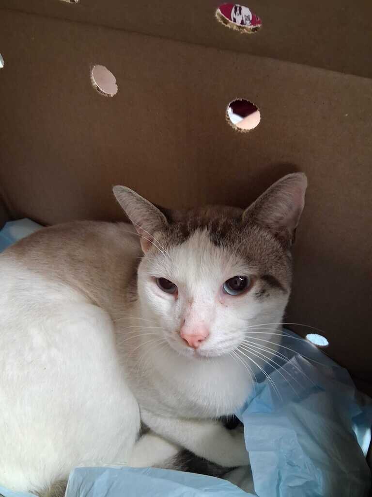 Tudor - Cat