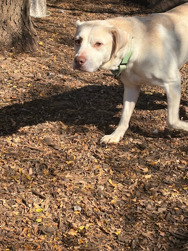View Brigitta the Dog Photo #3
