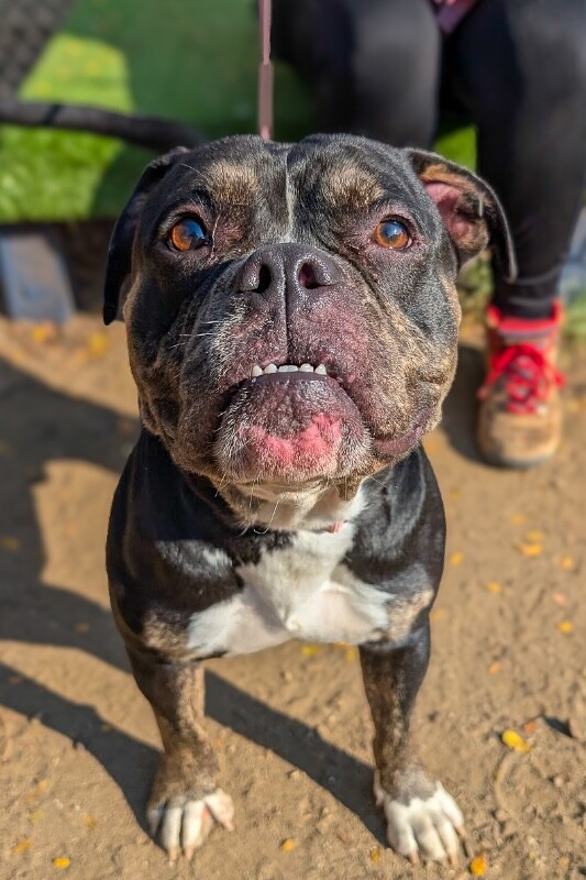 View Underbite the Dog Photo #3