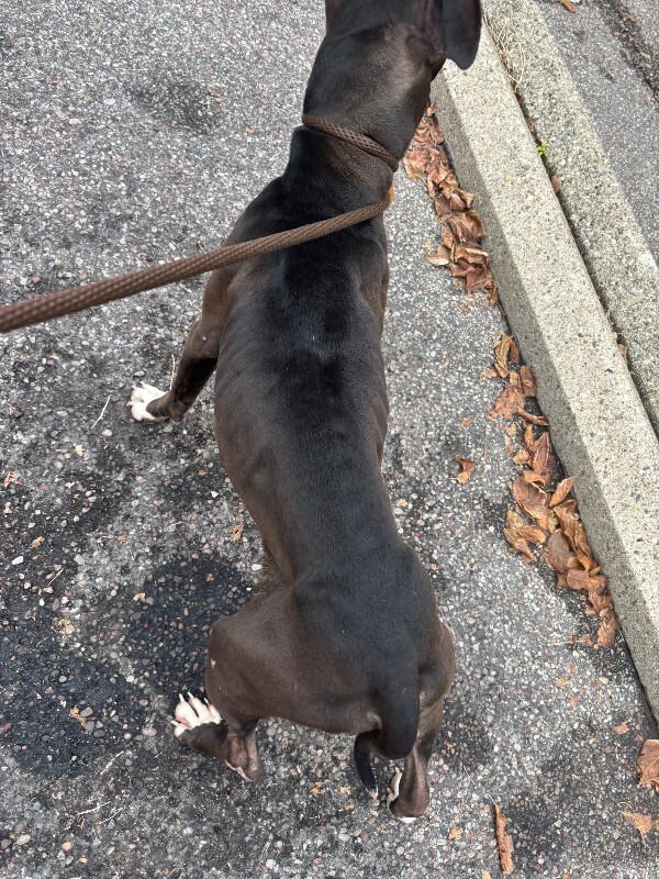 View Salem the Dog Photo #2