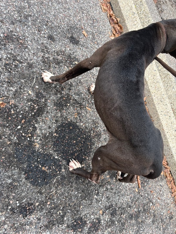 View Salem the Dog Photo #4