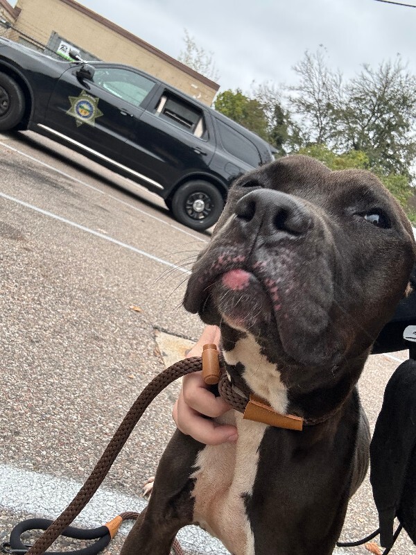 Salem - Dog