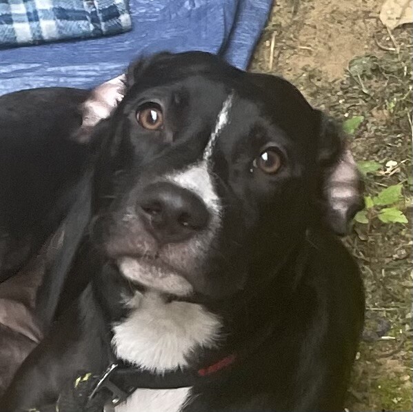 View Bambi the Dog Photo #8