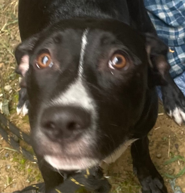 View Bambi the Dog Photo #9