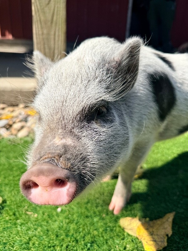 View Obanai the Pig Photo #8