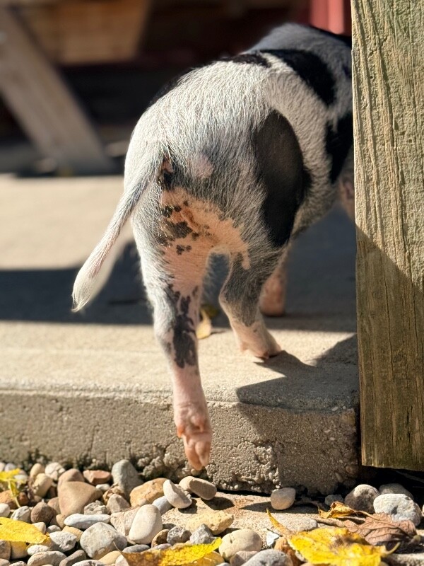 View Obanai the Pig Photo #9