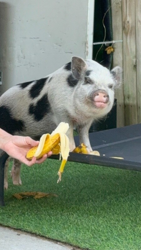 View Obanai the Pig Photo #11