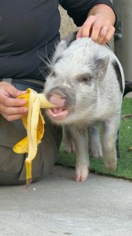 View Obanai the Pig Photo #7