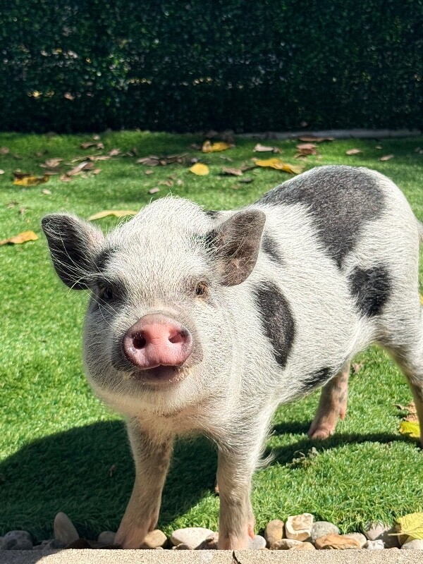 Obanai - Pig