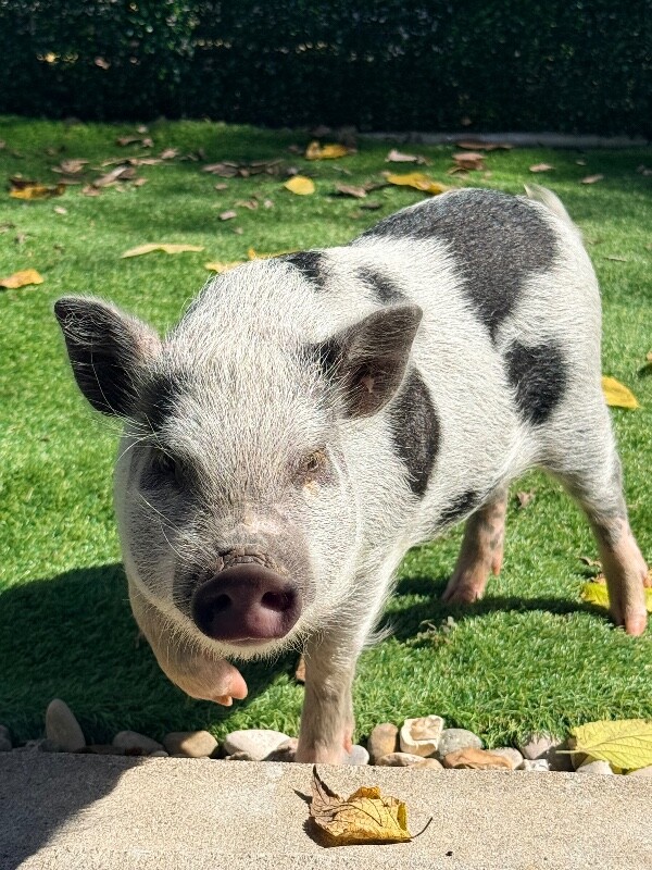 View Obanai the Pig Photo #10