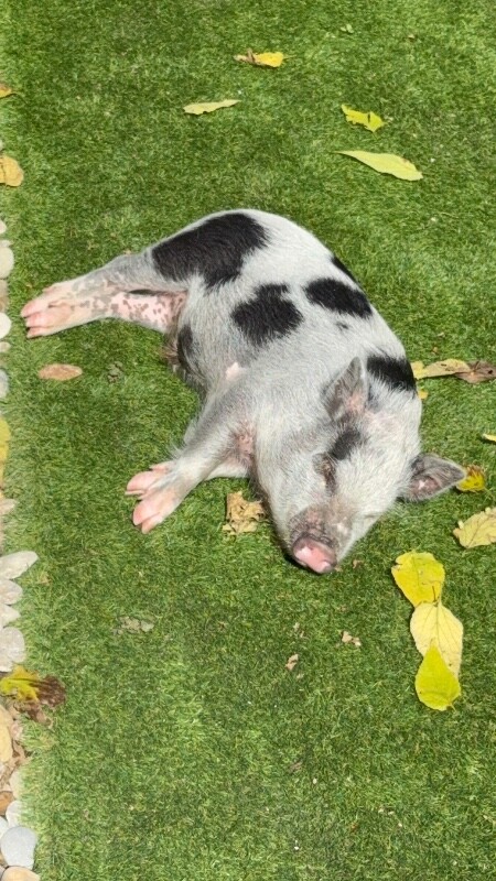 View Obanai the Pig Photo #5