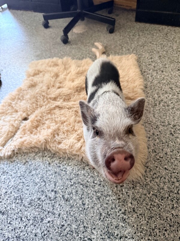 View Obanai the Pig Photo #6