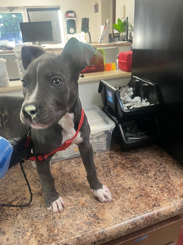 Azula - Dog